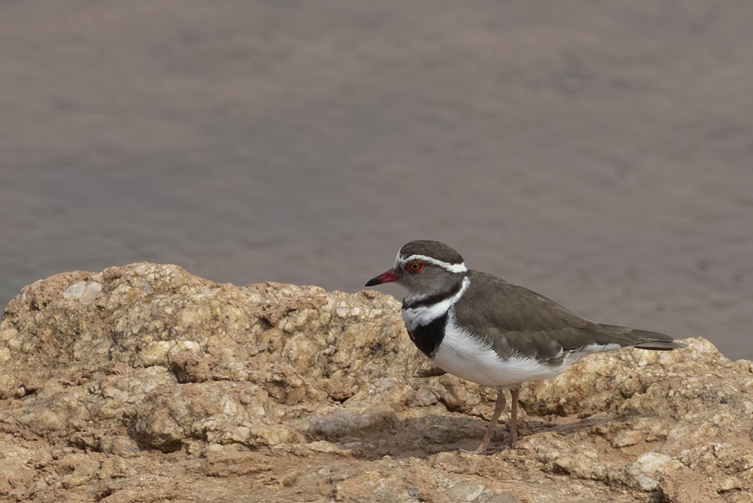 Three-banded Plover